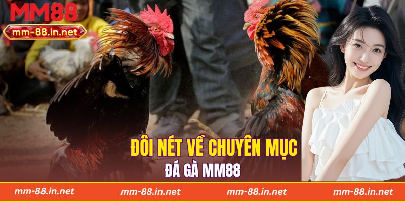 Đôi nét về chuyên mục đá gà MM88