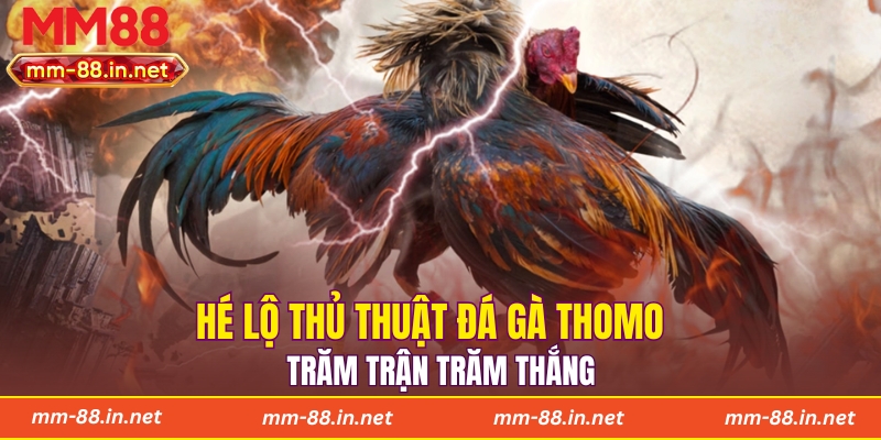 Hé lộ thủ thuật đá gà Thomo trăm trận trăm thắng