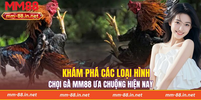 Khám phá các loại hình chọi gà MM88 ưa chuộng hiện nay