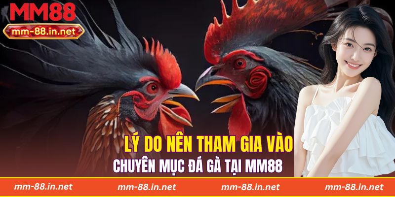 Lý do nên tham gia vào chuyên mục đá gà tại MM88