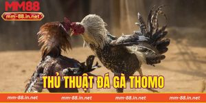 Thủ Thuật Đá Gà Thomo - Kinh Nghiệm Thực Chiến Tại MM88