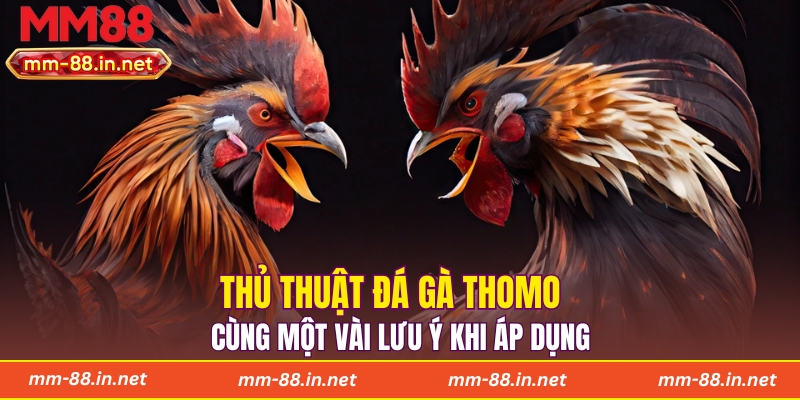 Thủ thuật đá gà Thomo cùng một vài lưu ý khi áp dụng